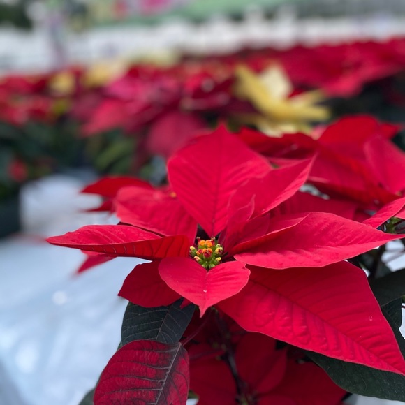 Meet your Posher, Amanda - Picture 15 of 16